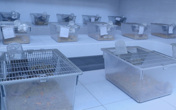 Markair Animal House